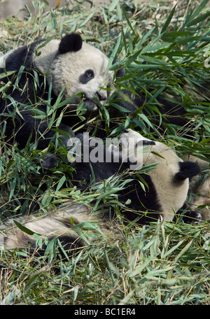 Two Giant Pandas eating bamboo in the bamboo bush Wolong Panda Reserve Sichuan Province China Stock Photo