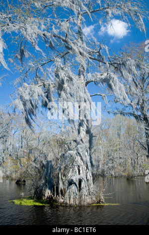 Merchants Millpond State Park,  Beautiful Bald Cypress and Tupelo Swamp Stock Photo