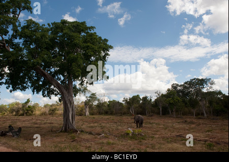 Lone Elephant feeding in Jungle clearing Yala Sri Lanka Stock Photo