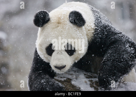 Giant panda on snow Wolong Sichuan China Stock Photo