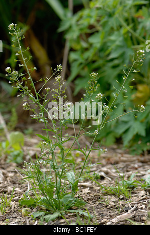 Shepherds purse Capsella bursa pastoris plant flowering and with well formed seedheads Stock Photo