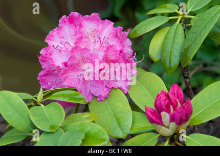 Lovely blooms on Rhododendron "Lavender Girl" bush in late spring. Stock Photo
