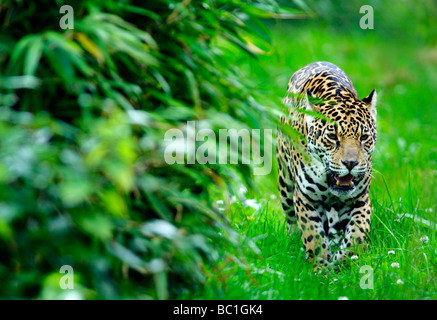 Jaguar (Panthera onca) Stock Photo