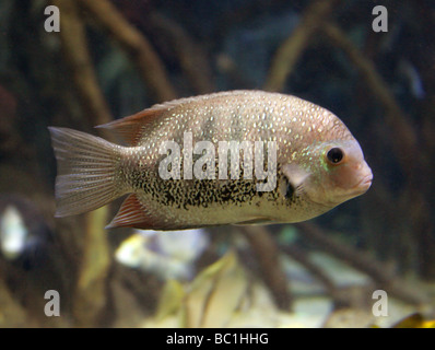 African Cichlid sp., Cichlidae, Perciformes Stock Photo