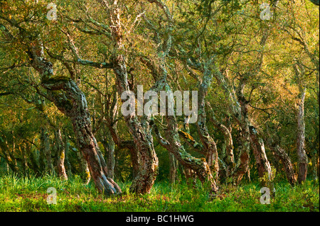 CORK OAK Quercus suber FOREST OF CHIAVARI CORSICA FRANCE Stock Photo