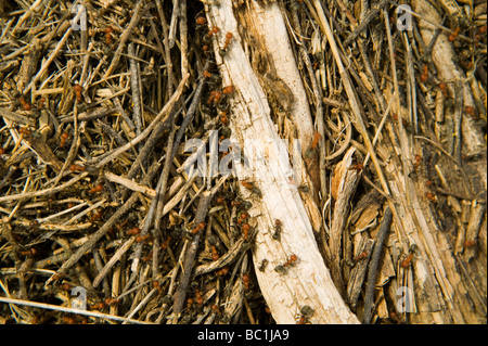 Red carpenter ants (Camponotus spp.) on a nest composed of small twigs, Deer Flat National Wildlife Refuge, Idaho, USA Stock Photo