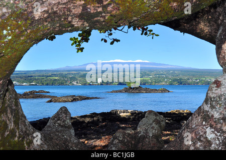 Looking through a large tree across Hilo Bay in Hawaii you can see the extinct snow covered volcano Mauna Kea.