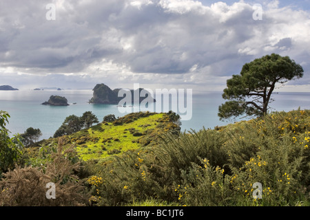 Cathedral Cove Marine Reserve, Coromandel Peninsula, New Zealand Stock Photo