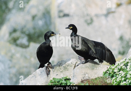 European Shag Phalacrocorax aristotelis pair Hornoya Nature Reserve Vardo Norway June 2001