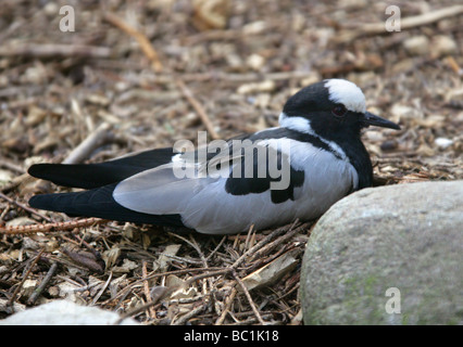 Blacksmith Plover or Blacksmith Lapwing, Vanellus armatus, Charadriidae, Charadriiformes. Africa Stock Photo