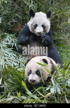 Giant Panda Mother & Cub Wolong Panda Preserve Sichuan Province China ...