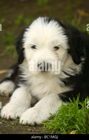 Old English Sheepdog puppy 7 weeks Bobtail Stock Photo