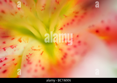 Extreme closeup on lily flower Stock Photo