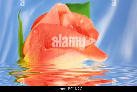 Pink Rose in water against blue background Stock Photo