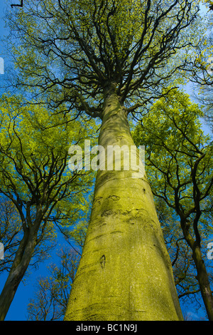 ENGLAND Tyne Wear Holywell Dene Woodland canopy in Holywell Dene, popular woodland near the Northumberland Tyneside border Stock Photo