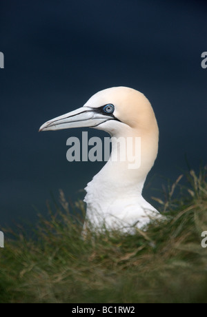 Gannet Sula bassana Troup Head Scotland Stock Photo