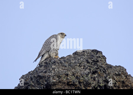 Female Gyr Falcon perched on lava rock Stock Photo