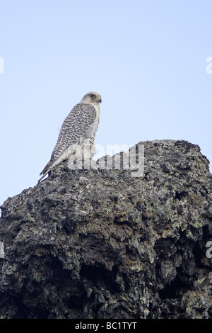 Female Gyr Falcon perched on lava rock Stock Photo