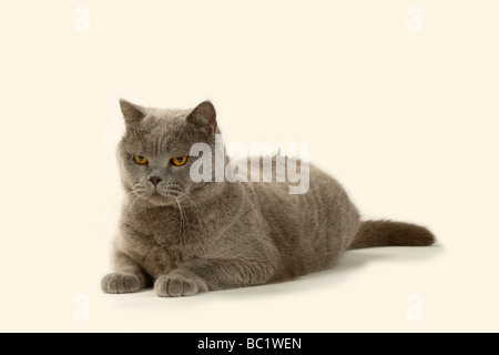 British Shorthair Cat tomcat blue Stock Photo