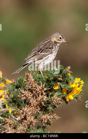 Meadow pipit Anthus pratensis Scotland summer Stock Photo