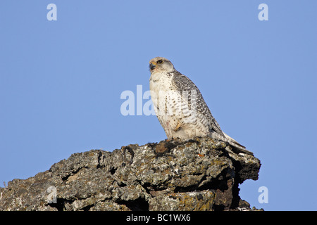 Female Gyr Falcon perched on lava rock Stock Photo