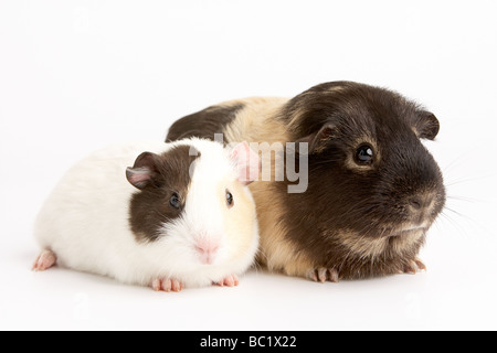 Two Guinea Pigs Against White Background Stock Photo