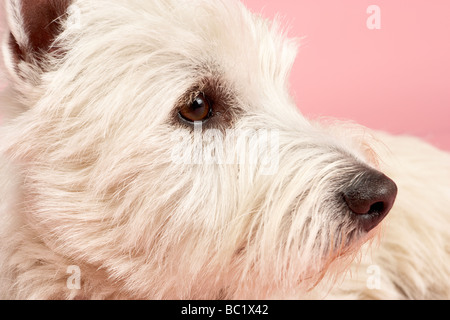 West Highland Terrier Dog In Studio Stock Photo