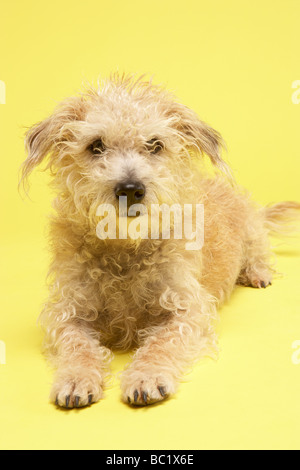 Small Mongrel Dog Sitting In Studio Stock Photo