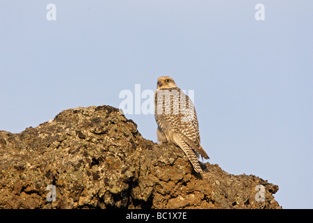 Female Gyr Falcon perched on lava rock Stock Photo