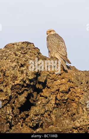 Female Gyr Falcon perched on lava rock Stock Photo