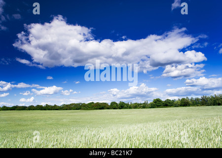 Field of Rye, Surrey, UK Stock Photo