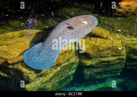 West Indian manatee in Florida's waters, top view. Stock Photo
