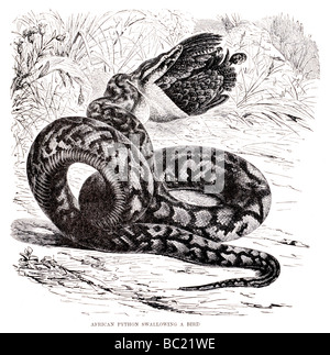 Victorian engraving of a Boa constrictor snake attacking a wild boar ...