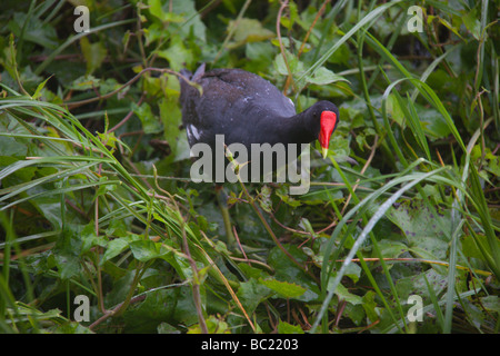 Moorhen, at Rainbow Springs, Florida, USA Stock Photo