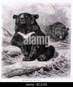 the himalayan black bear Stock Photo