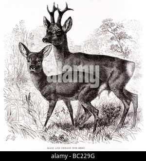 male and female roe deer Stock Photo