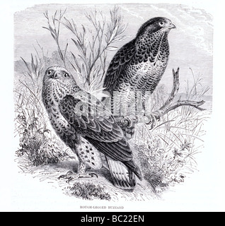 BIRDS: Rough-legged buzzard, antique print 1895 Stock Photo - Alamy