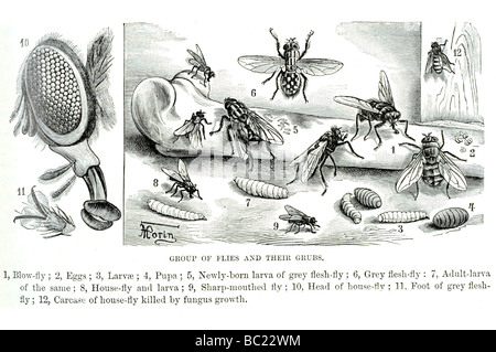 group of flies and their grubs blow fly eggs larvea pupa newly born larva of grey flesh fly grey flesh fly adult larva Stock Photo