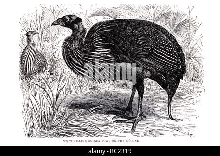 vulture like guinea fowl on the ground Stock Photo