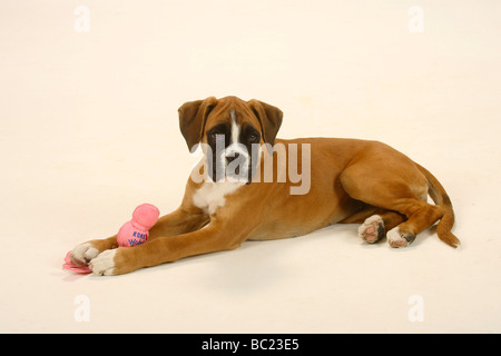 German Boxer puppy 3 month toy Stock Photo