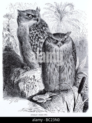 indian fish owl Stock Photo