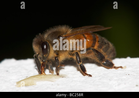 Honey Bee feeding on honey Stock Photo