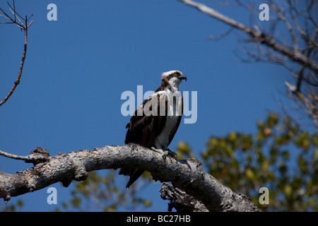 osprey perched on branch Stock Photo