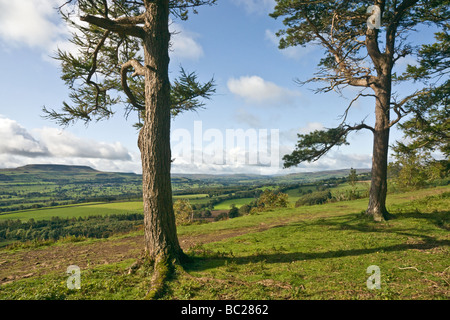Penhill from the footpath along The Shawl, near Leyburn, Yorkshire Stock Photo