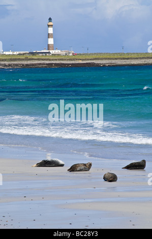 dh Linklet Bay Seals basking NORTH RONALDSAY ORKNEY ISLES Scottish sandy beach lighthouse uk sand landscape wildlife seal colony scotland Stock Photo