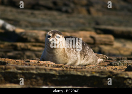 dh Common Seal SEAL UK Scotland Harbour seals North Ronaldsay orkney phoca vitulina earless phocidae britain Stock Photo