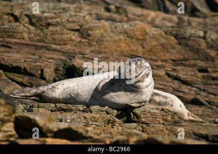 dh Common Seal SEAL UK Common seal on rock North Ronaldsay harbour phoca vitulina mammal orkney Stock Photo