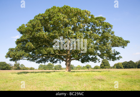 Sycamore tree Acer pseudoplatanus Stock Photo