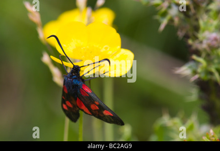 Narrow-bordered Five-spot Burnet Moth on Meadow Buttercup Stock Photo