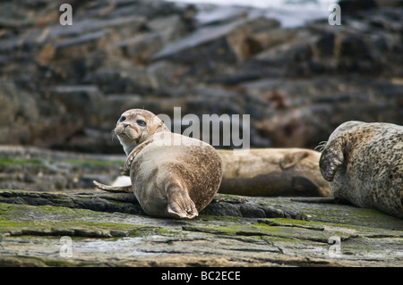 dh Common Seal SEAL UK Phoca vitulina one year old pup on rock North Ronaldsay cub Scotland baby young harbour Seals Stock Photo